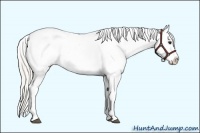 Horse Color:Silver Smoky Black Appaloosa 