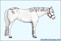 Horse Color:White Spotted Silver Black Splash Appaloosa 