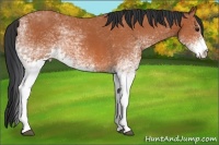Horse Color:White Spotted Bay Rabicano 