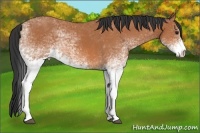 Horse Color:White Spotted Bay Rabicano