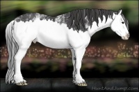 Horse Color:White Spotted Smoky Black Splash 