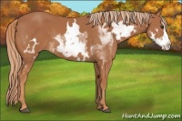 Horse Color:White Spotted Chestnut Frame 