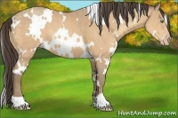 Horse Color:White Spotted Amber Cream Champagne