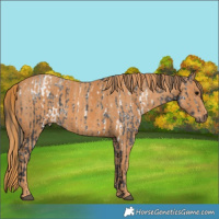 Horse Color:White Spotted Black Ice  Brindle