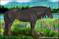 Horse Color:Liver Chestnut Rabicano 