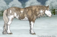 Horse Color:Gold Champagne Ice Splash 