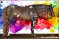 Horse Color:White Spotted Liver Chestnut Sabino Rabicano