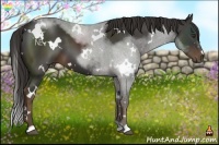 Horse Color:White Spotted Liver Chestnut 