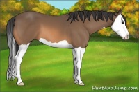 Horse Color:Buckskin Splash 