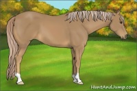 Horse Color:Palomino 