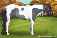 Horse Color:Blue Roan Tobiano Rabicano