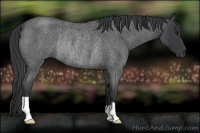 Horse Color:Blue Roan Rabicano 