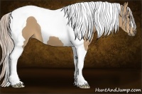 Horse Color:Palomino Tobiano 