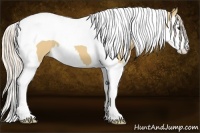 Horse Color:Palomino Splash Tobiano 