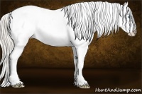 Horse Color:Palomino Pearl Sabino Splash Tobiano Appaloosa 