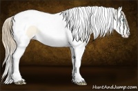 Horse Color:Perlino Dun Splash Tobiano