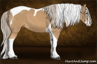 Horse Color:Palomino Splash Tobiano 