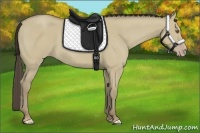 Horse Color:Classic Cream Champagne Dun Rabicano