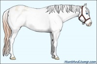 Horse Color:Buckskin Pearl Dun Splash Frame Appaloosa Rabicano 