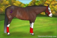 Horse Color:Bay Splash Rabicano