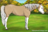 Horse Color:Silver Buckskin Splash