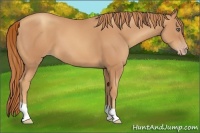 Horse Color:Unknown 