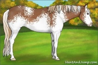 Horse Color:White Spotted Chestnut Splash
