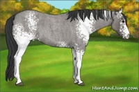 Horse Color:White Spotted Grullo Roan