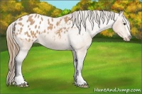 Horse Color:Buckskin Sabino Appaloosa 