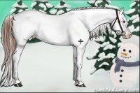 Horse Color:Chestnut Appaloosa 