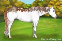 Horse Color:White Spotted Chestnut Splash 