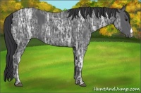 Horse Color:Black Ice 