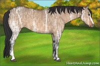 Horse Color:Bay Ice Dun Sabino 