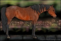 Horse Color:Bay  Brindle