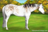 Horse Color:White Spotted Amber Champagne Ice Splash 