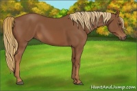 Horse Color:Chestnut Rabicano 