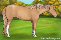 Horse Color:Gold Champagne 