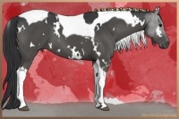 Horse Color:White Spotted Black Tobiano 