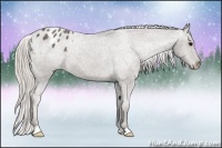 Horse Color:Silver Black Appaloosa 