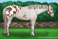 Horse Color:Chestnut Appaloosa