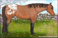 Horse Color:Bay Appaloosa 