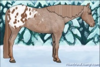 Horse Color:Chestnut Appaloosa