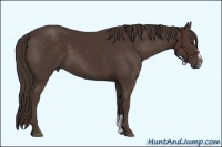 Horse Color:Liver Chestnut Sabino