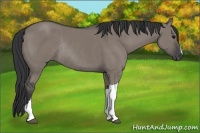 Horse Color:Grullo Rabicano 