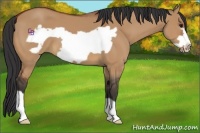 Horse Color:Bay Dun Frame 