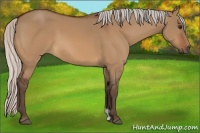 Horse Color:Silver Bay Dun
