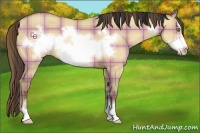 Horse Color:Plaid Amber Champagne Dun Sabino Frame