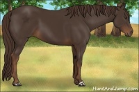 Horse Color:Liver Chestnut Frame 