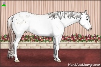 Horse Color:Bay Dun Splash Appaloosa