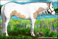 Horse Color:Buckskin Splash Tobiano 